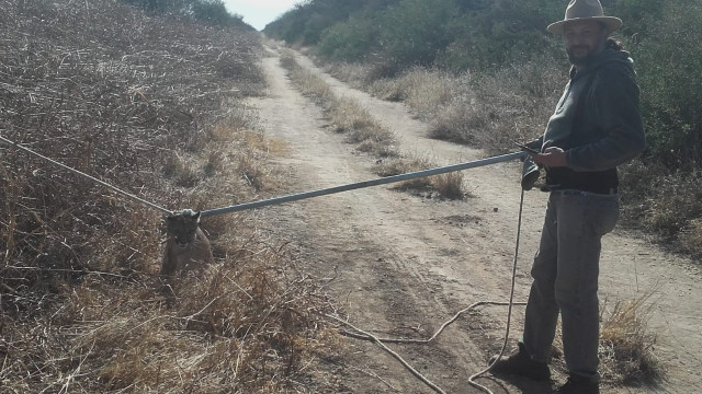 Leguizamonrescatepuma